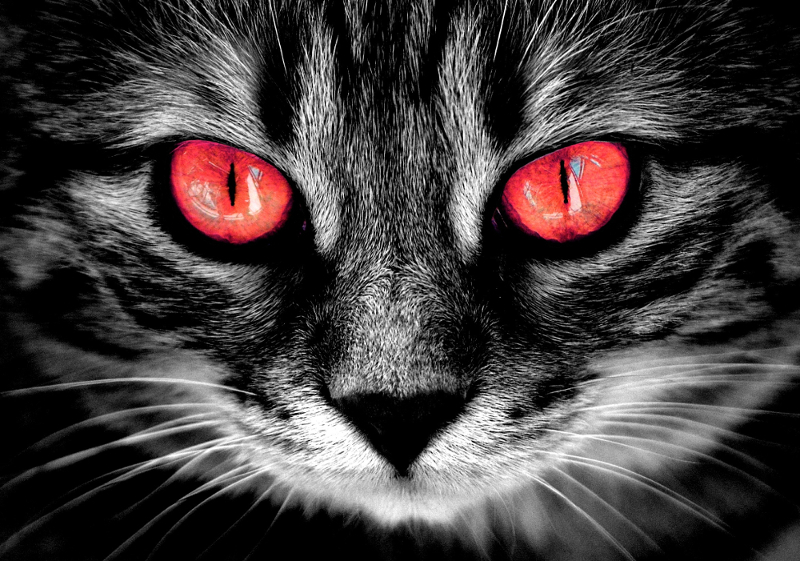 Katze
